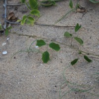 Canavalia rosea (Sw.) DC.